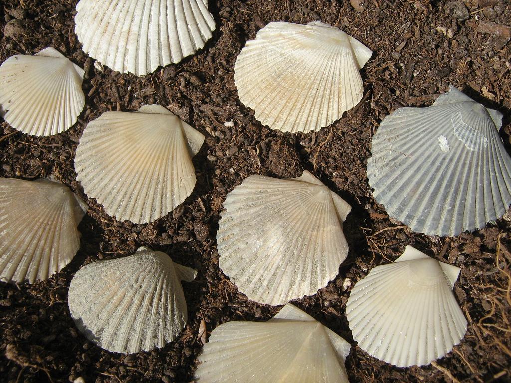 Piccoli pecten